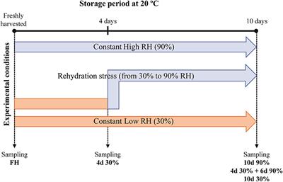 Differential Transcriptomic Regulation in Sweet Orange Fruit (Citrus sinensis L. Osbeck) Following Dehydration and Rehydration Conditions Leading to Peel Damage